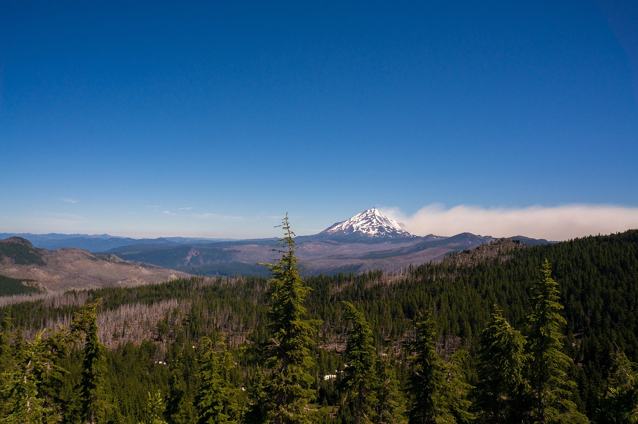 wildfire smoke forest